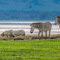 Ngorongoro Crater